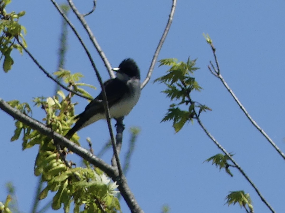 Eastern Kingbird - Anonymous