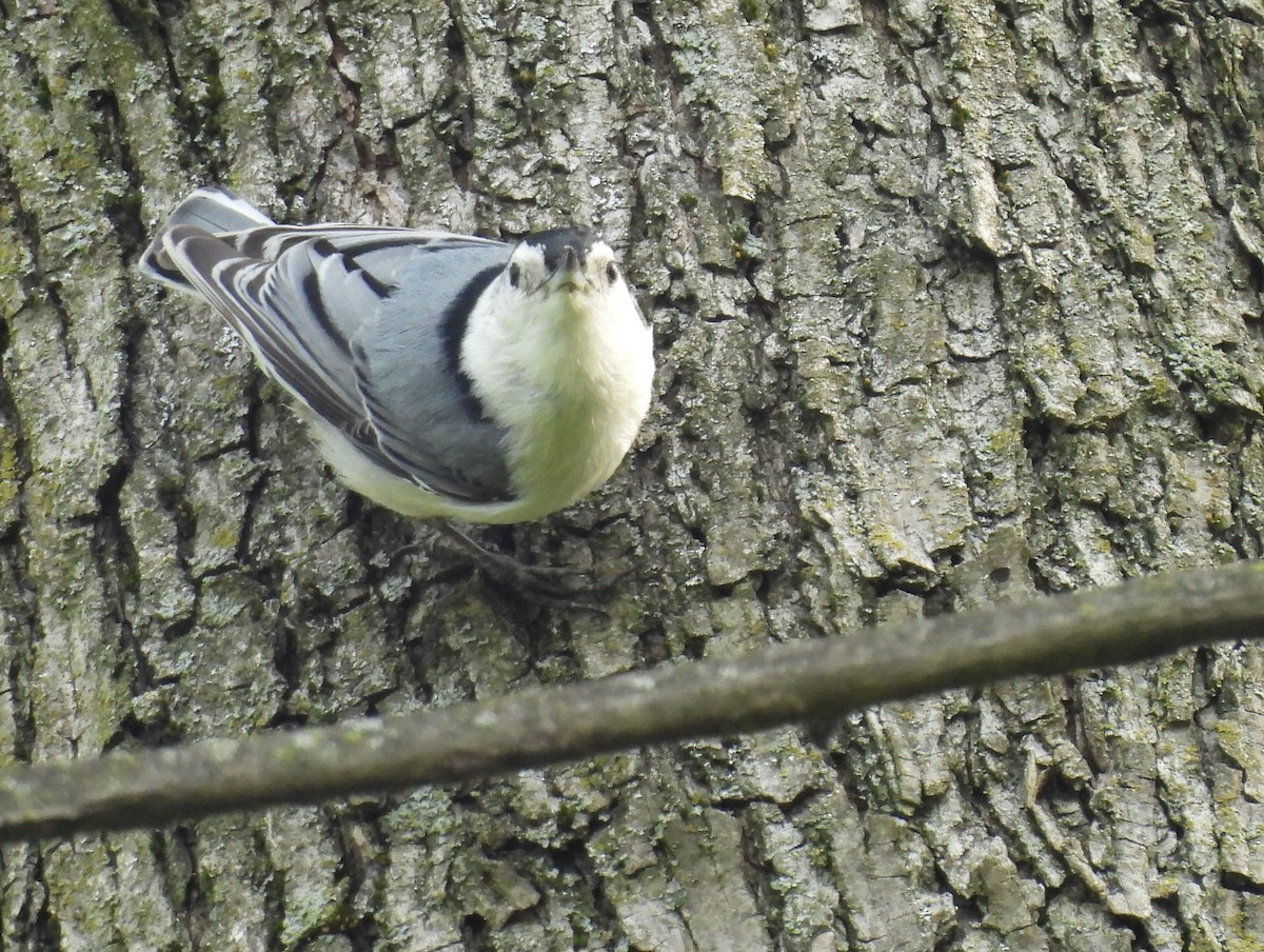 White-breasted Nuthatch - Daniel Lane