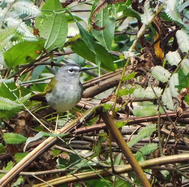 White-browed Warbler - ML618228753