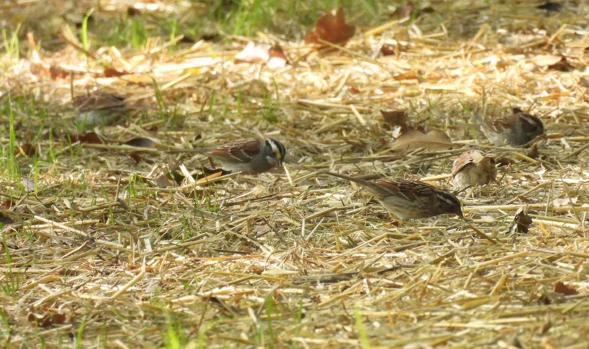 White-throated Sparrow - Daniel Lane
