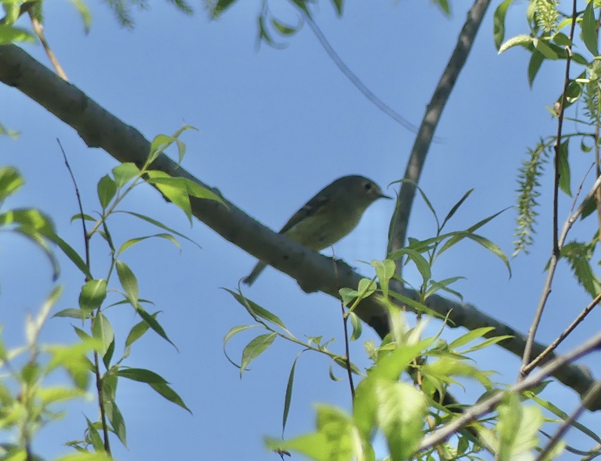 Ruby-crowned Kinglet - Anonymous