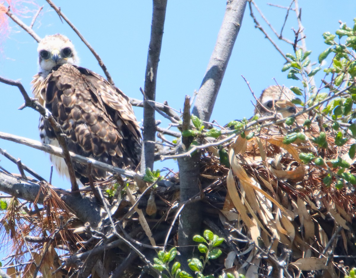 Red-tailed Hawk - Butch Carter