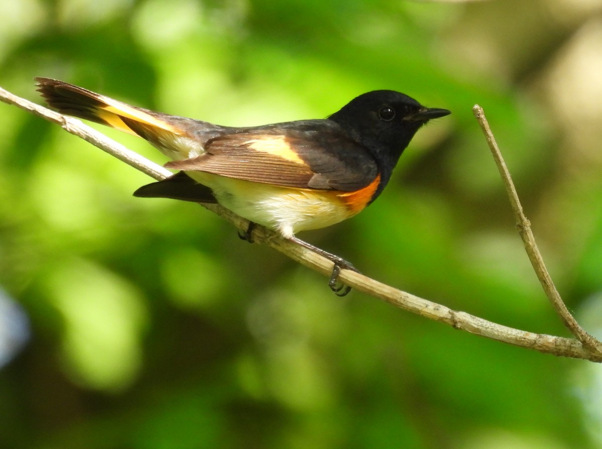 American Redstart - Daniel Lane