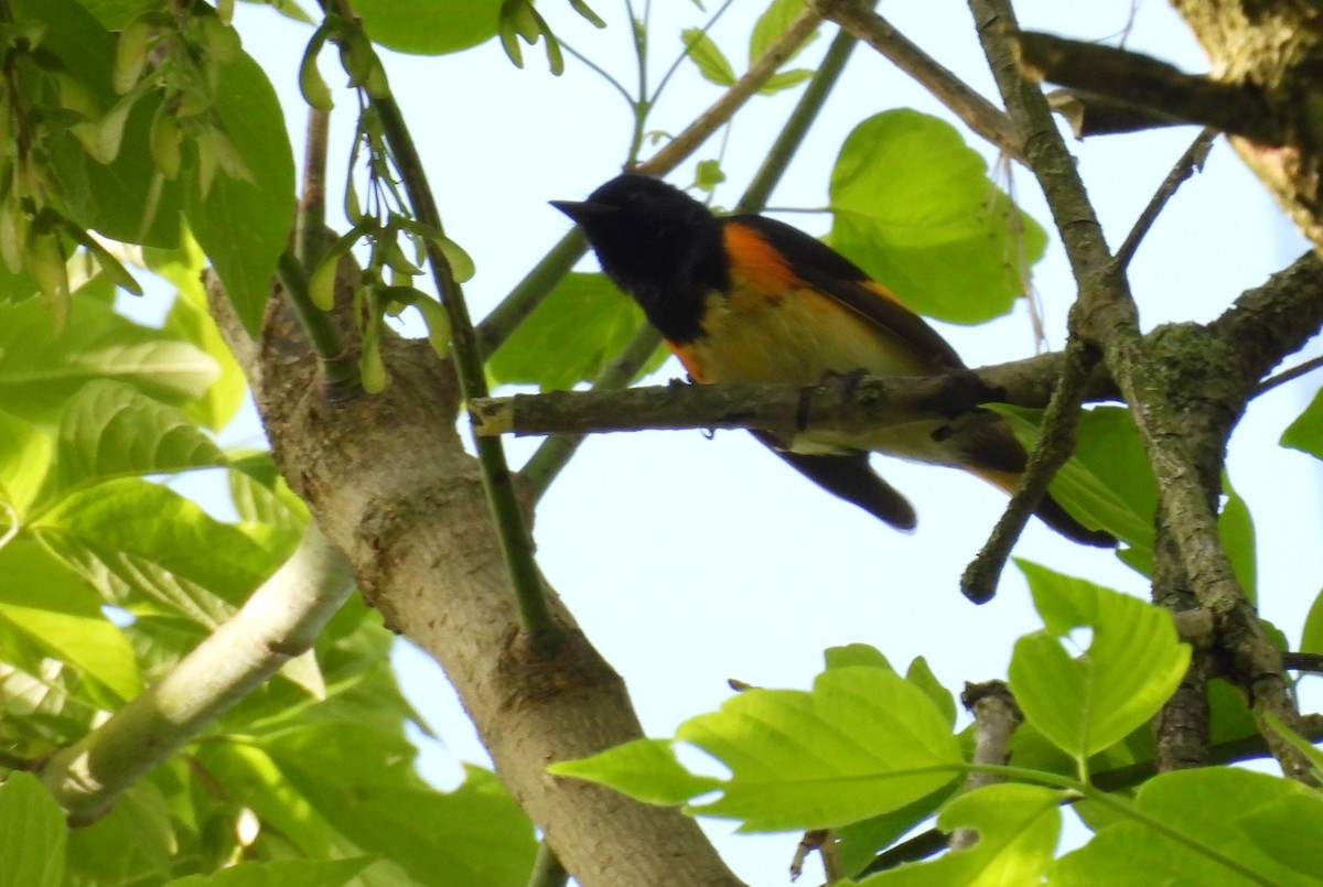 American Redstart - Daniel Lane