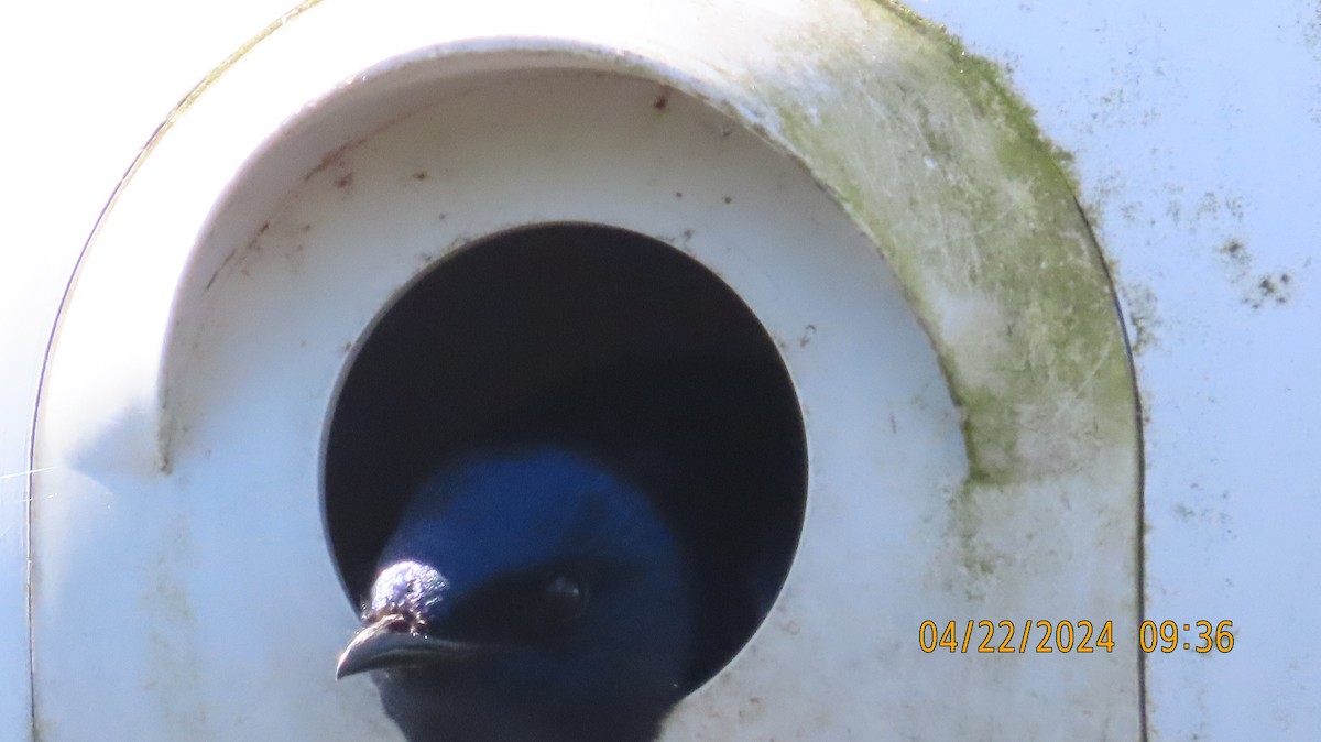 Purple Martin - Zehava Purim-Adimor