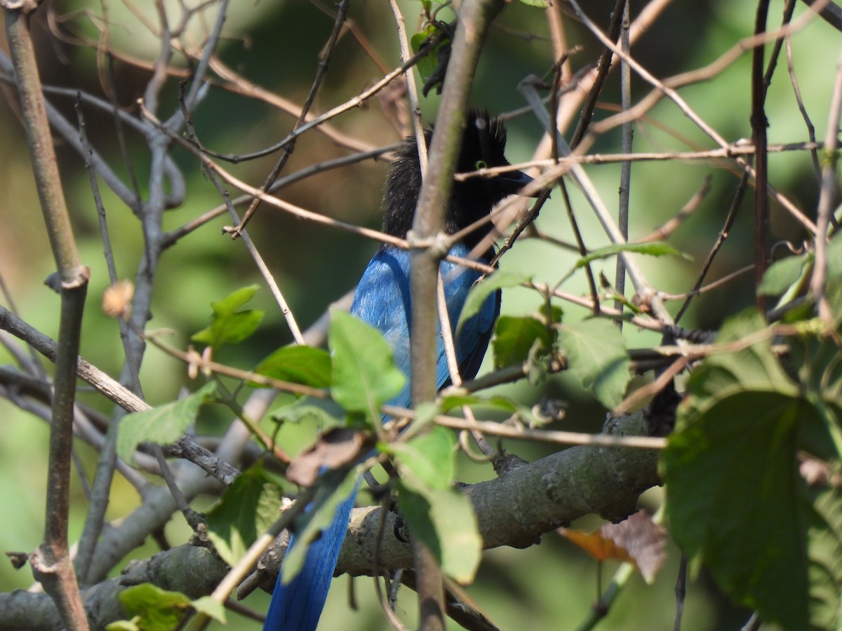 Bushy-crested Jay - María Eugenia Paredes Sánchez