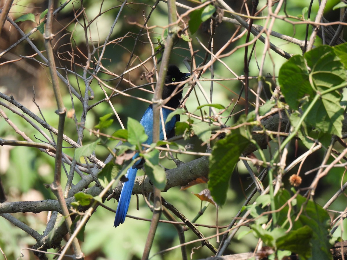 Bushy-crested Jay - ML618228835