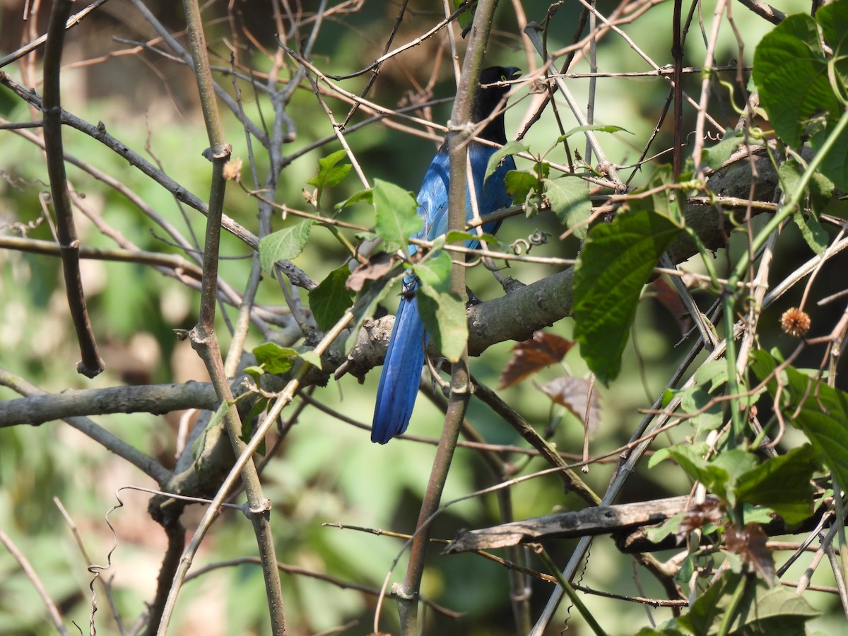 Bushy-crested Jay - ML618228836