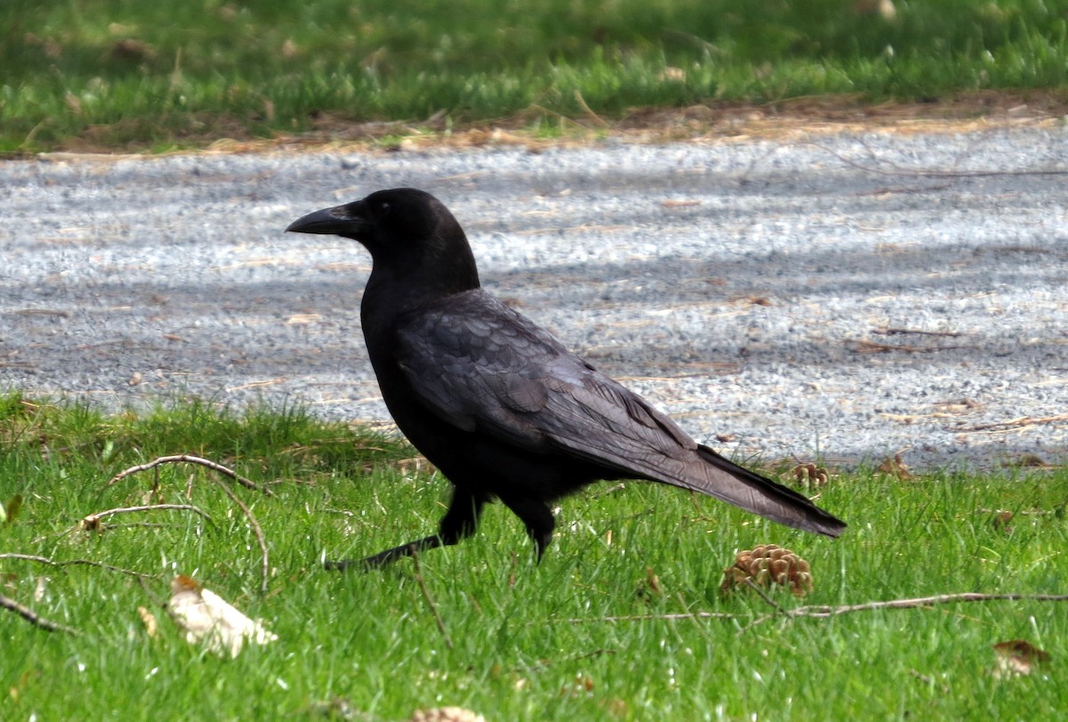 American Crow - Pat McKay