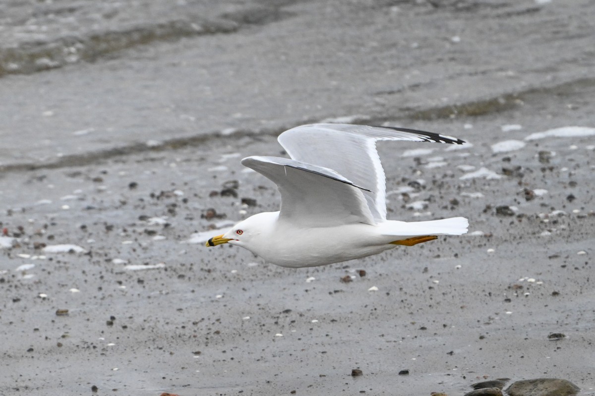 Ring-billed Gull - Serg Tremblay