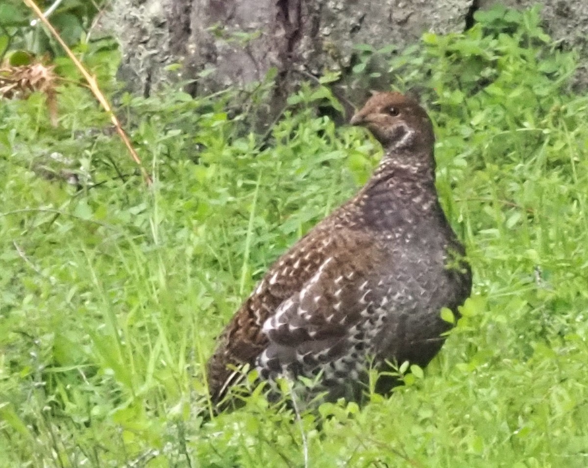 Sooty Grouse - Robin Lawson