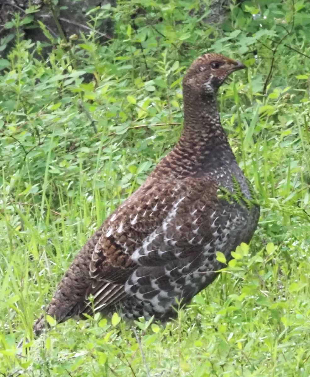 Sooty Grouse - Robin Lawson