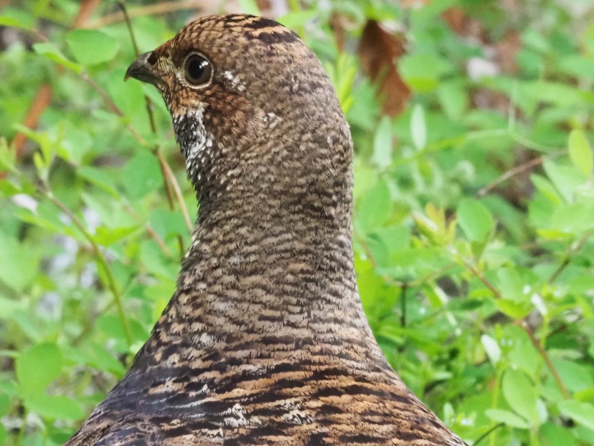 Sooty Grouse - Robin Lawson