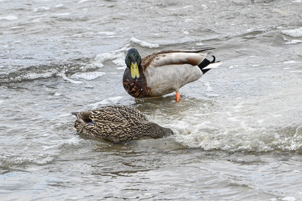 Mallard - Serg Tremblay