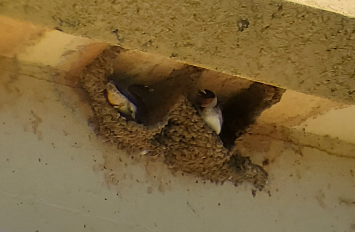 Cliff Swallow - ML618228910