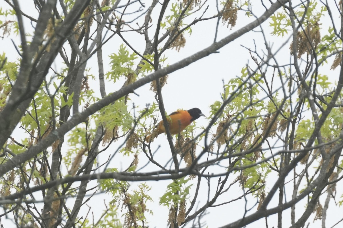 Baltimore Oriole - Matt Myers