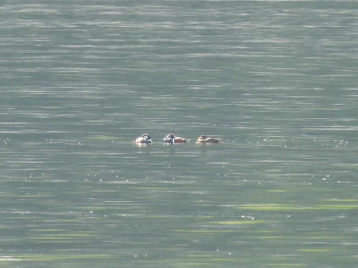 Harlequin Duck - ML618228930