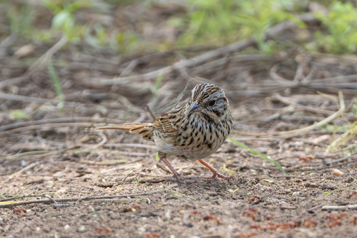 Lincoln's Sparrow - Michael Henry