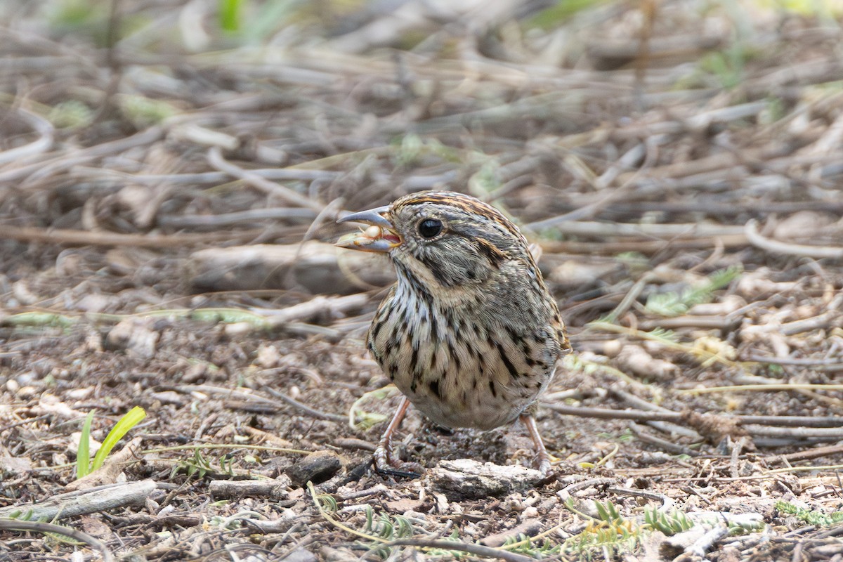 Lincoln's Sparrow - Michael Henry