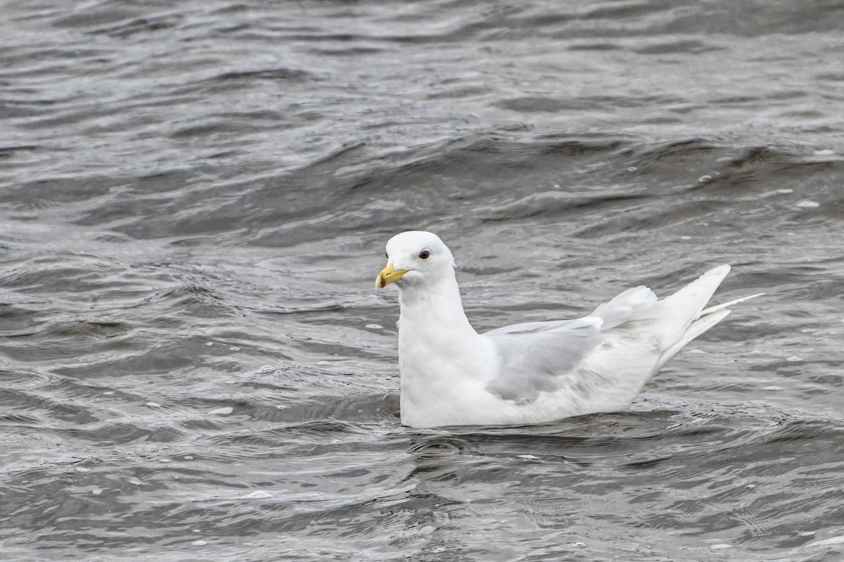 Iceland Gull - ML618228939