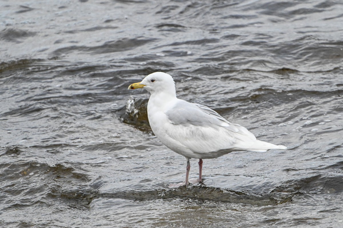 Iceland Gull - ML618228945