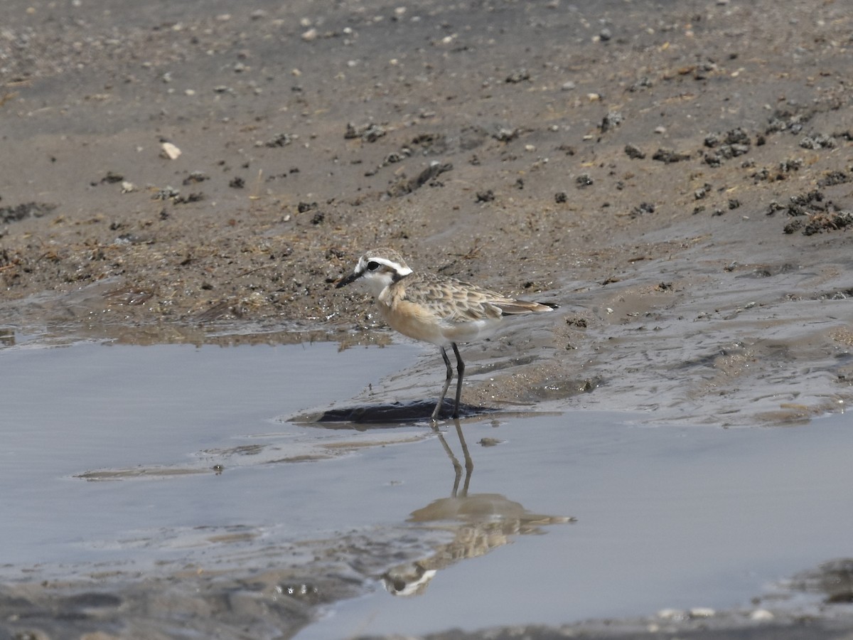 Kittlitz's Plover - Shirley Bobier