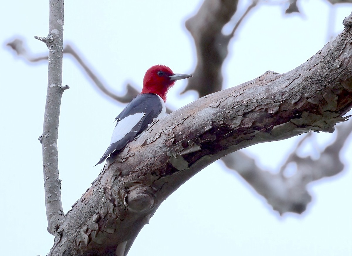 Red-headed Woodpecker - ML618228956