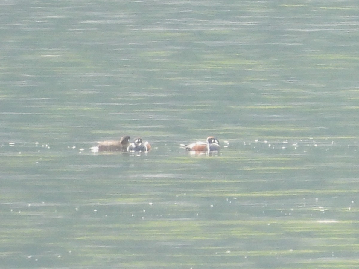 Harlequin Duck - Mark Stevens