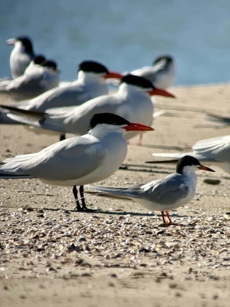 Forster's Tern - Charlotte Pavelka & Doug Reitz