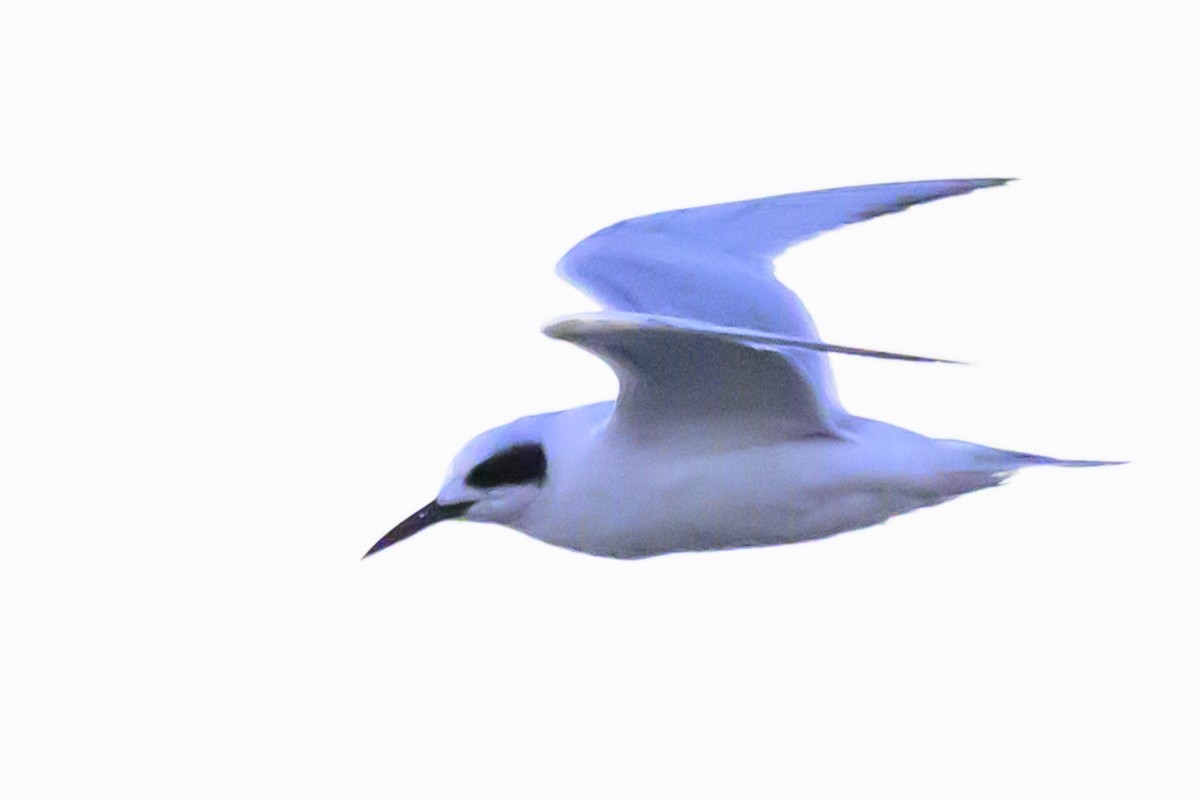 Snowy-crowned Tern - Amed Hernández