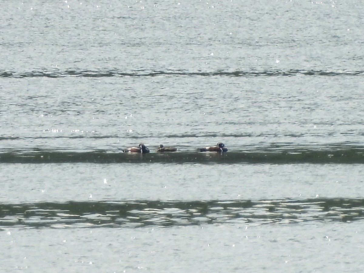 Harlequin Duck - ML618229013