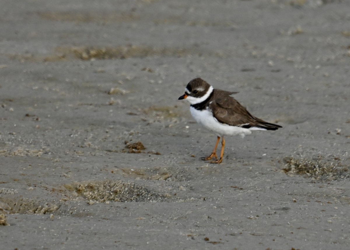 Semipalmated Plover - ML618229019