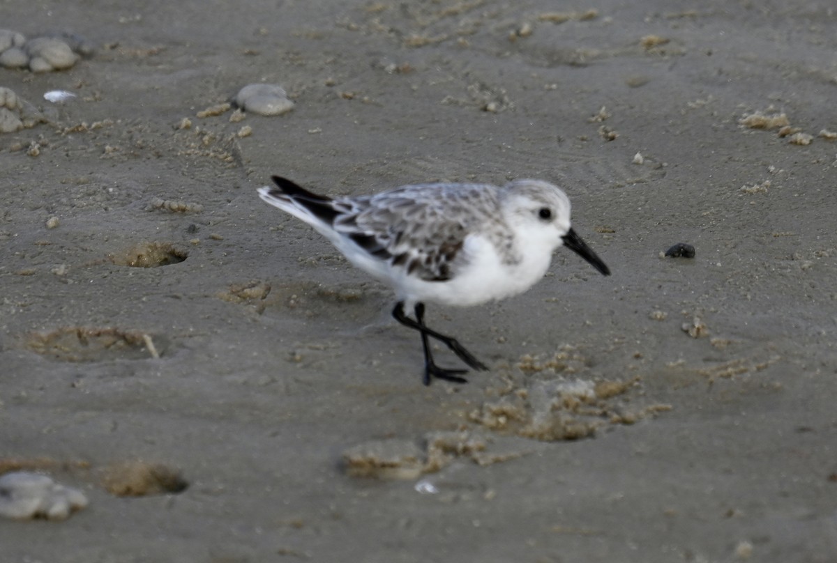 Sanderling - Lou Horwitz