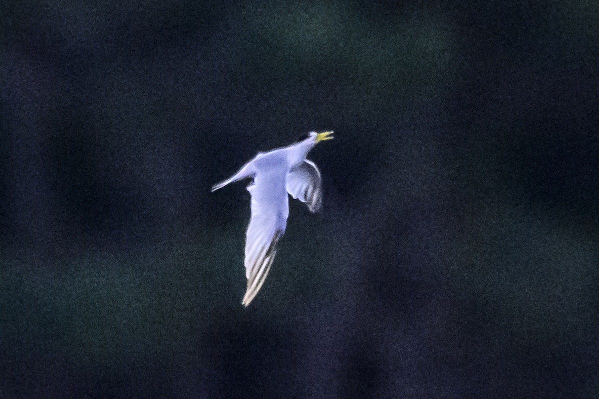 Yellow-billed Tern - Amed Hernández