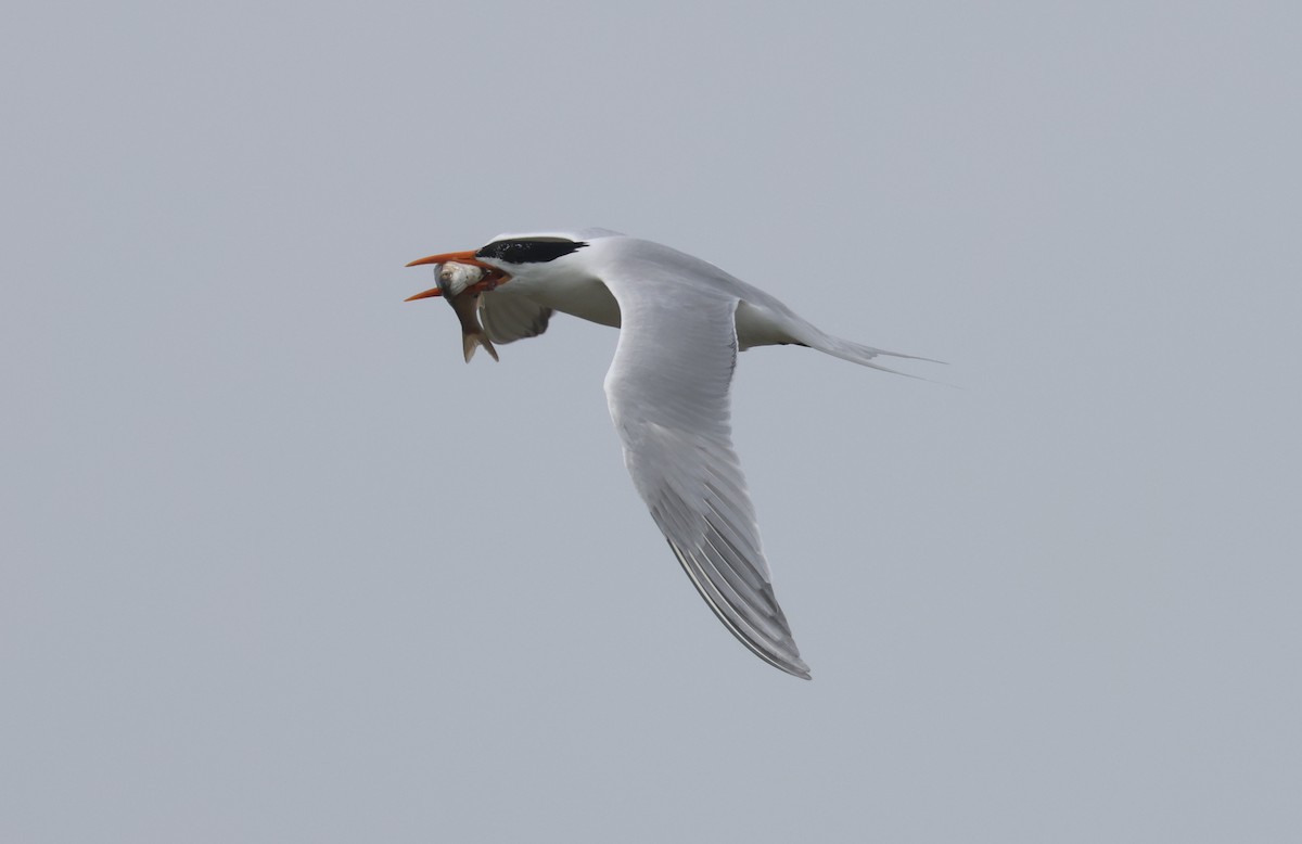 Royal Tern - John Drummond