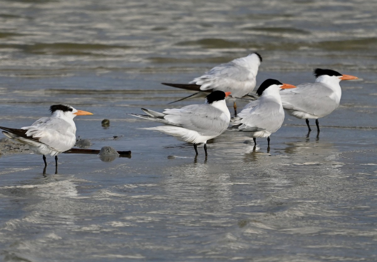 Royal Tern - Lou Horwitz