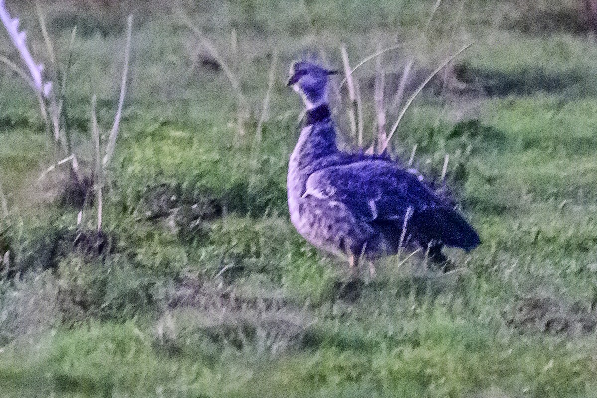 Southern Screamer - Amed Hernández