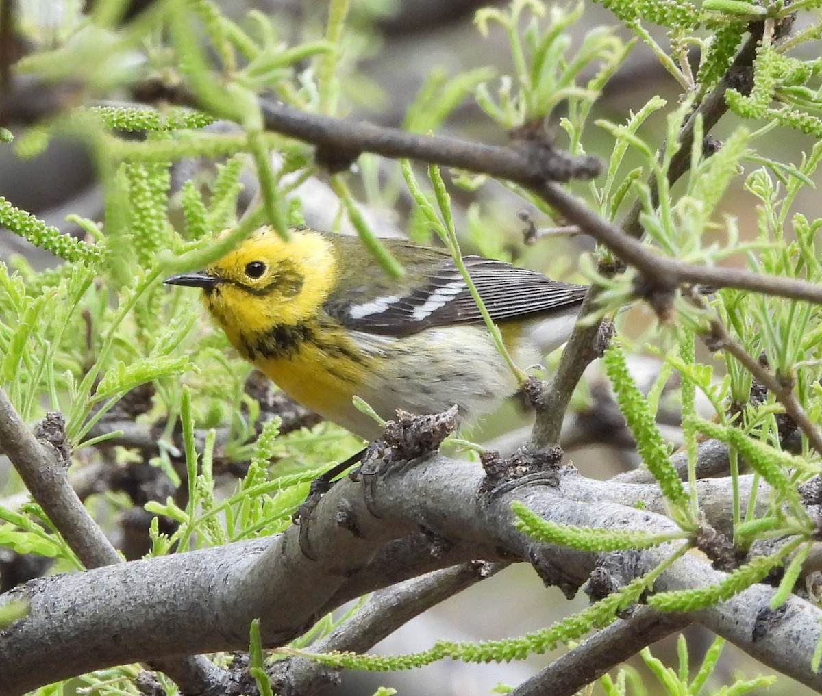 Townsend's x Hermit Warbler (hybrid) - ML618229078