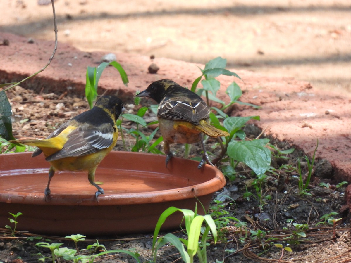 Baltimore Oriole - María Eugenia Paredes Sánchez