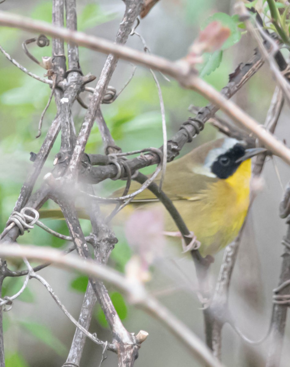 Common Yellowthroat - Stu Landesberg