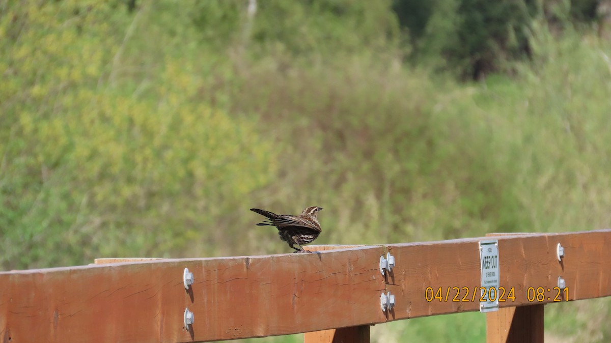 Red-winged Blackbird - Zehava Purim-Adimor