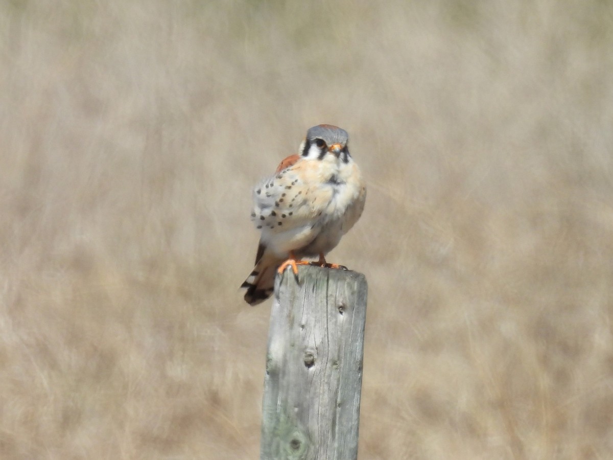 American Kestrel - Kathryn Hyndman