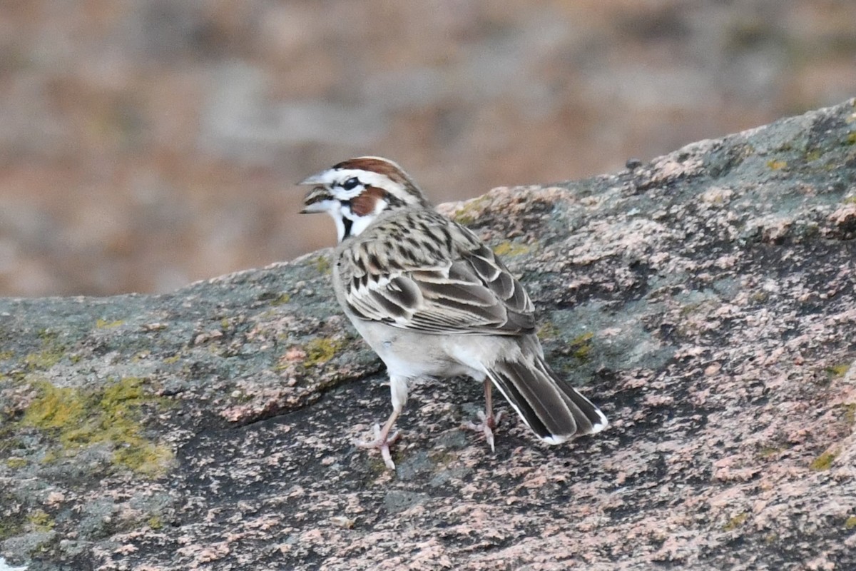 Lark Sparrow - Carmen Ricer