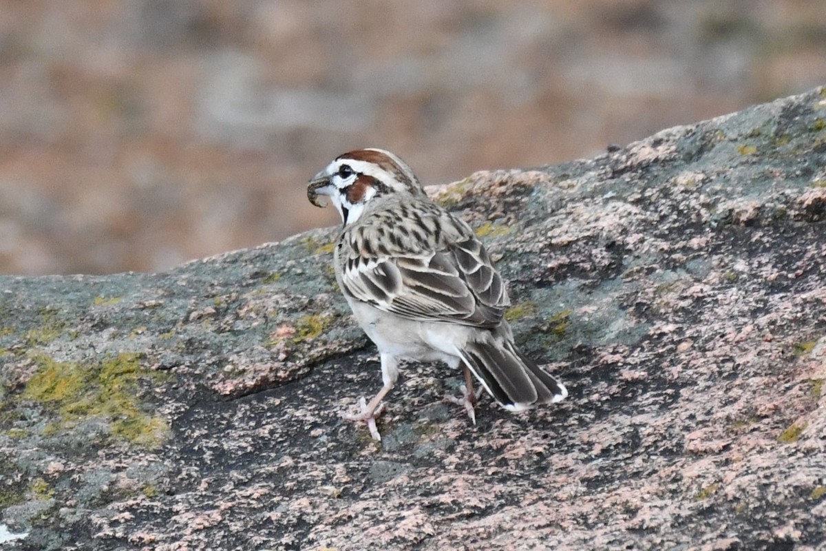 Lark Sparrow - Carmen Ricer