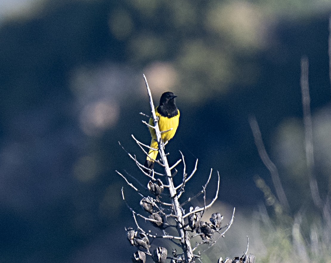 Scott's Oriole - Terry  Hurst