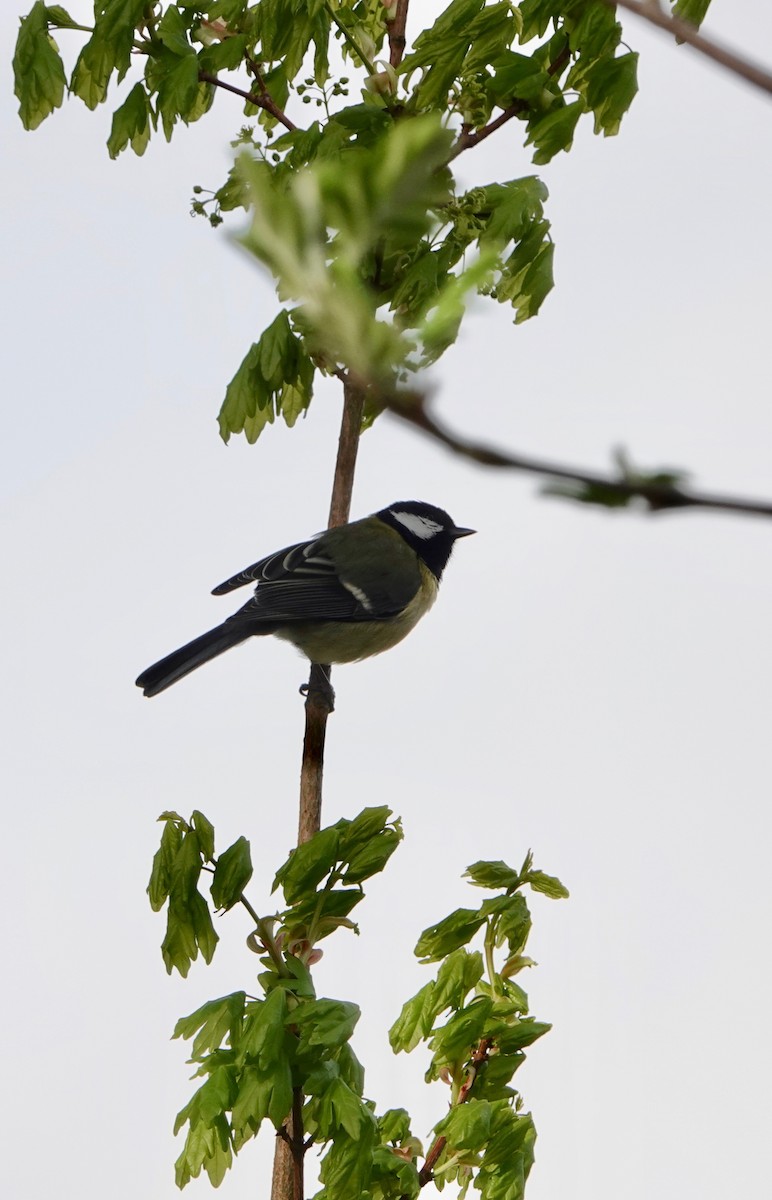 Great Tit - Nancy Henke