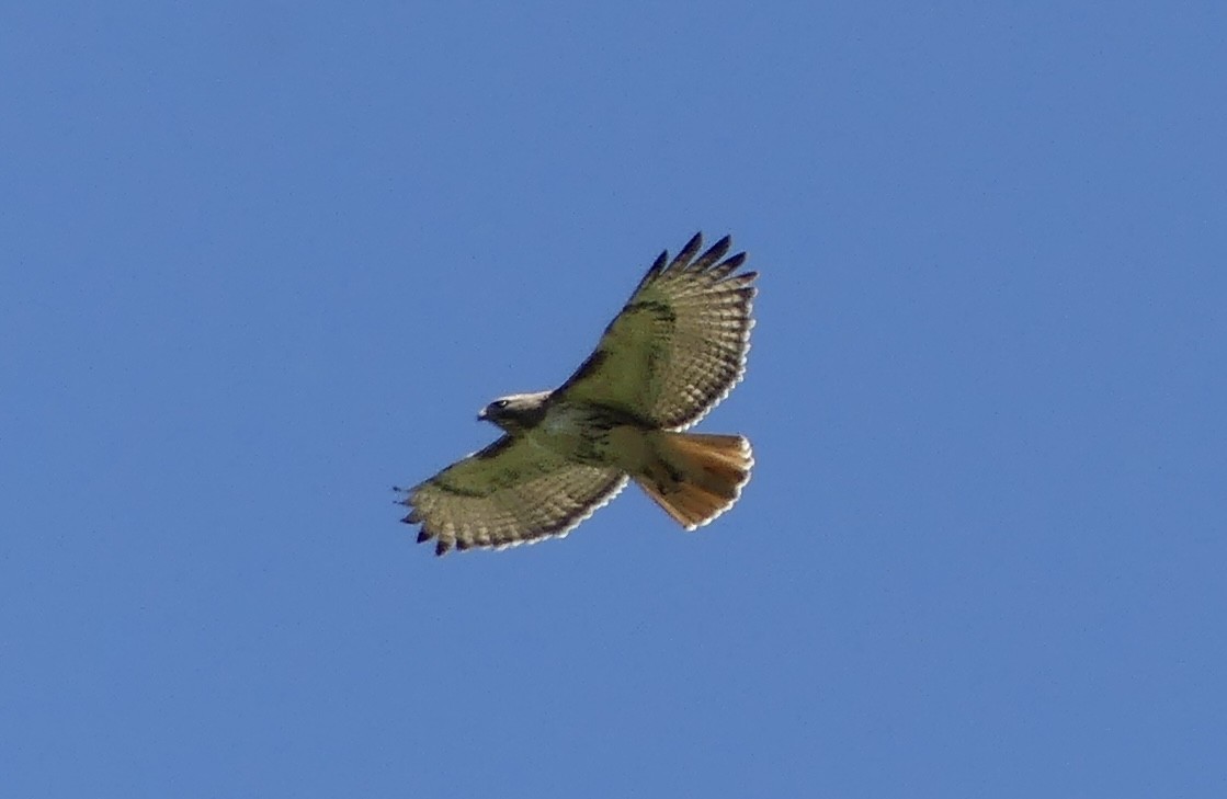 Red-tailed Hawk - Anonymous