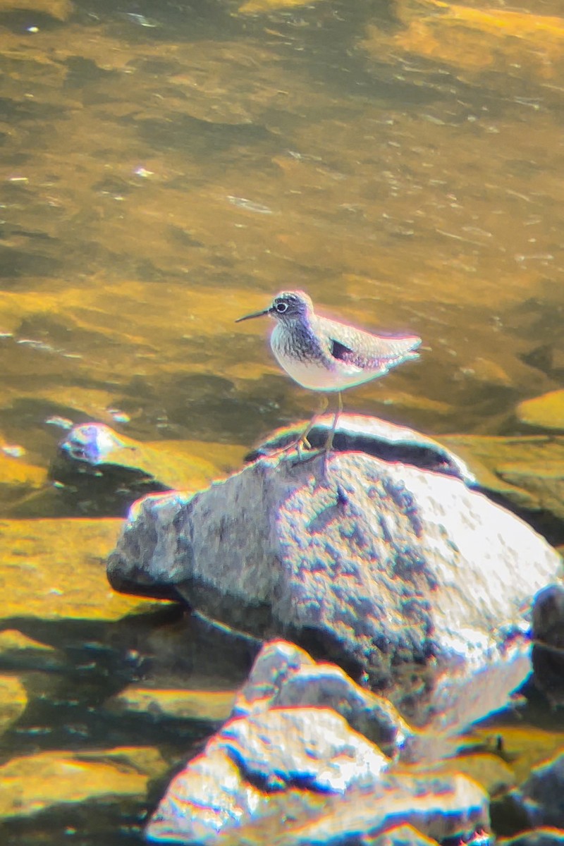 Solitary Sandpiper - Richard  Lechleitner