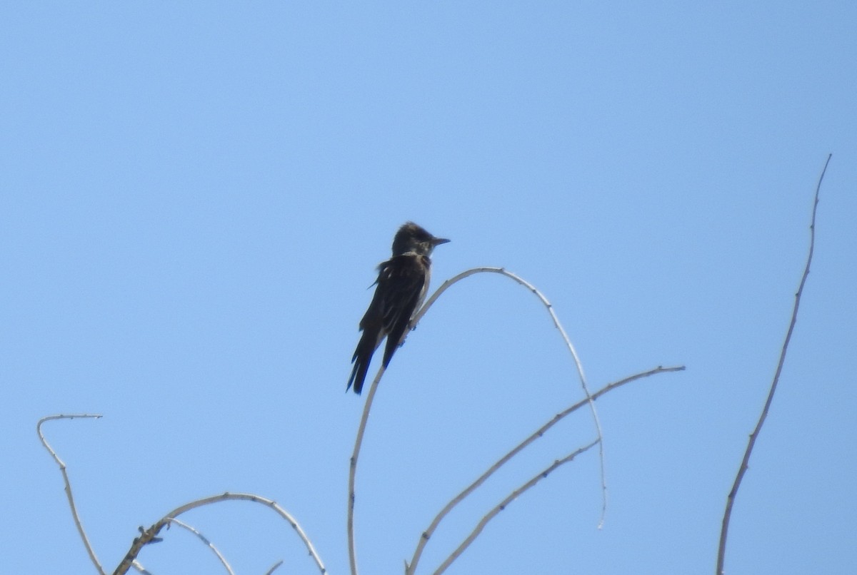 Olive-sided Flycatcher - Chris Dean