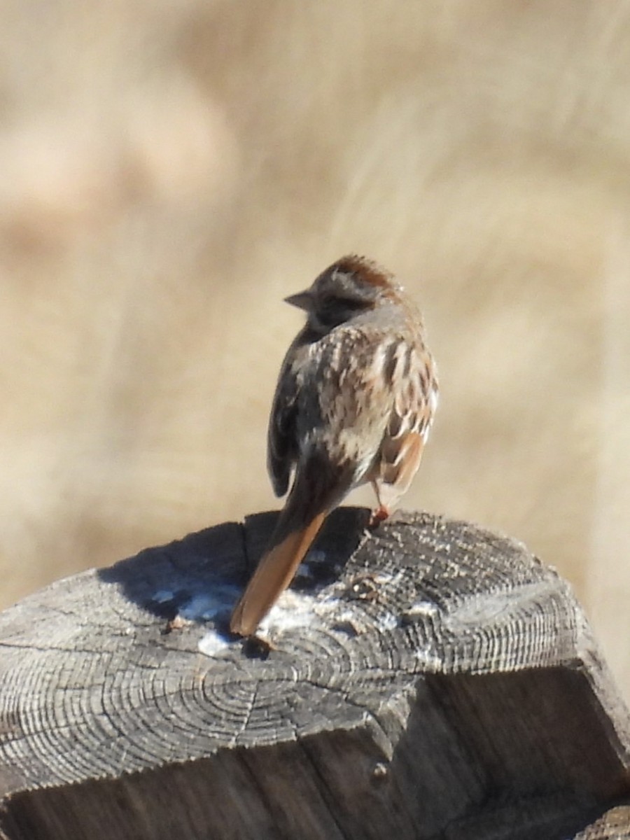 Song Sparrow - ML618229175